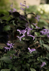 Spring flowers. Closeup view of Plectranthus Mona Lavender plant green leaves and tubular flowers of purple and lilac petals, blooming in the garden.