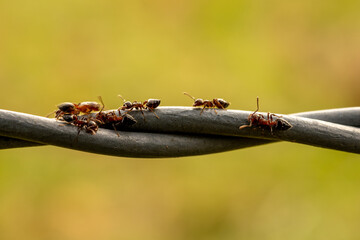 Ants Moving Across Wire