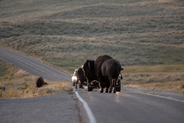 Bison Block Traffic In Hayden Valley