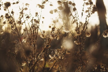 Dried flowers fading to brown as summer turns to autumn in Ontario, Canada.