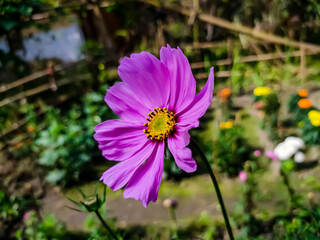 Obraz premium Cosmos is a genus, with the same common name of cosmos, consisting of flowering plants in the sunflower family.