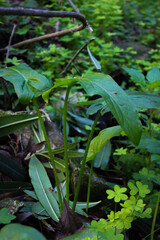 plants in the garden