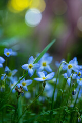 Obraz na płótnie Canvas Bluet Flowers Bloom In Spring