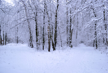 View of the winter forest in the snow.