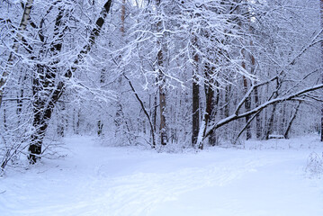 View of the winter forest in the snow.