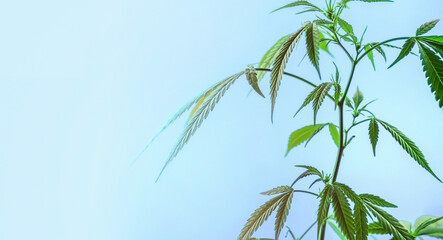 Fototapeta na wymiar Indoor Cannabis plant, branch of marijuana on a airy blue background with copy space