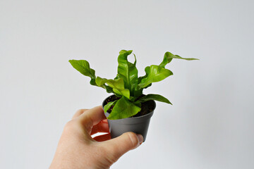 Hand holding asplenium crispy wave house plant in grey pot over white	