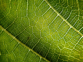 Macro shot of leaf texture