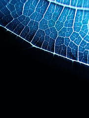 Macro shot of leaf texture