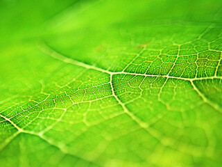 Macro shot of leaf texture