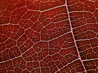 Fototapeta na wymiar Macro shot of leaf texture
