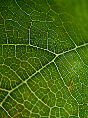 Macro shot of leaf texture