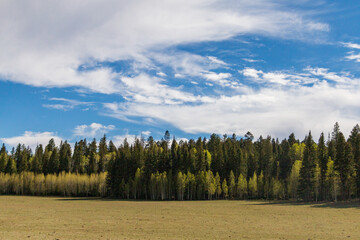 Fototapeta premium Green trees next to a meadow with blue sky and clouds