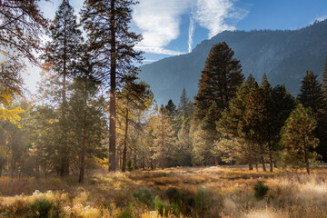 Scenic fall colors in Yosemite Valley with a meadow and trees