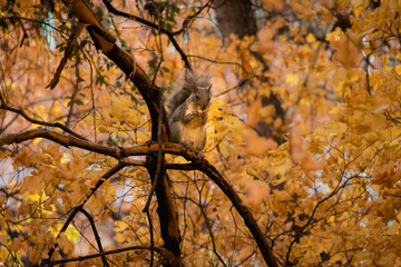 A cute squirrel eats an acorn in autumn colored leaves of a tree