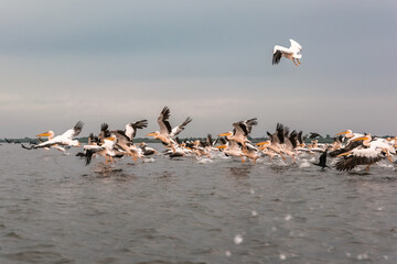 Flying Dalmatian pelicans in the Danube Delta, Romania