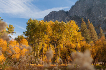 Fototapeta premium Scenic fall colors in Yosemite Valley with a meadow and trees