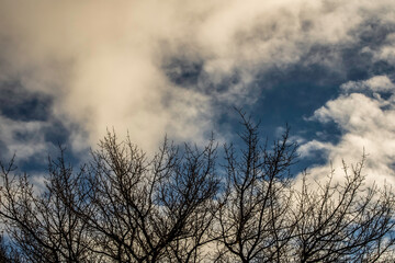 Trees Silhouetted Against the Sky