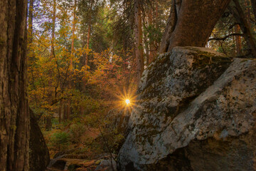 Fairy land sunbeams through the trees with a giant boulder