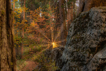 Fairy land sunbeams through the trees with a giant boulder