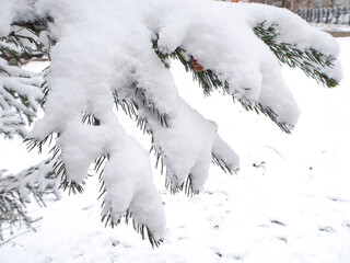 Snow covered fir branch on white snowy background