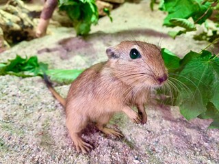 prairie dog eating