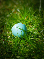 egg in grass