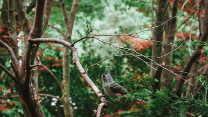 squirrel on a tree