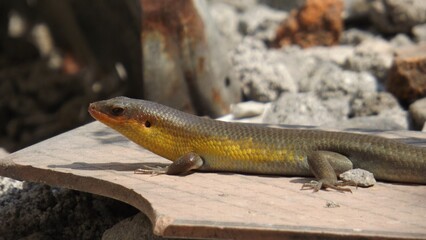 lizard on the rocks