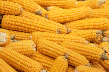 Background with several ripe yellow corn cobs