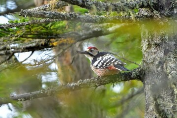 木陰でのんびりくつろぐアカゲラ