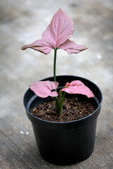 Syngonium Pink Perfection