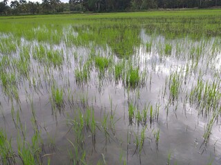 paddy in the water