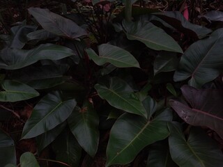 Philodendron erubescens or blushing philodendron plant