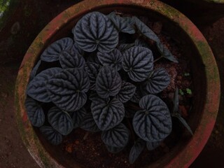 the emerald ripple peperomia plant