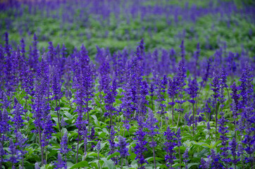 Naklejka premium Beautiful blue salvia flowers in the garden