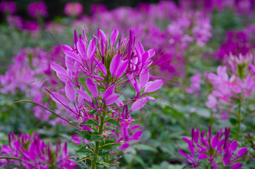 Beautiful flowers of spider flower close up