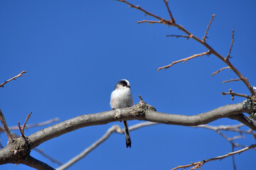 小さな身体、小さなくちばし、長い尾羽のエナガ