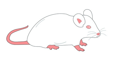 laboratory mouse