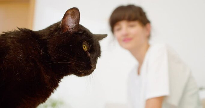 Old black cat with a deep sneaky glance