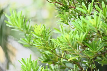 Close-up of green leaves on the branch against a blurred background.