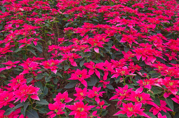 Red leaves of poinsettia and green leaves top view