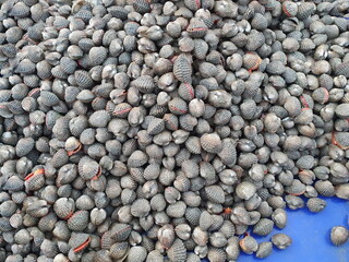 Cockle (Fresh blood cockle) Scientific name:Tegillarca granosa is a clam (with two caps) sold in markets. sale at seafood market Is a food that provides protein. Cooking by burning or blanching
