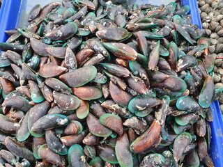 Green-lipped Mussels with barnacles on their shells are sold at seafood markets. Scientific name: Perna viridis, the shell is blackish-green with tentacles or fibers for the main island called pollen
