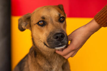 Hand caressing a cute mixed dog on colorful background