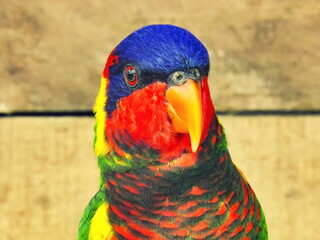 beautiful color Nuri bird