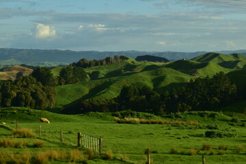 Sheep land with green hills and meadows