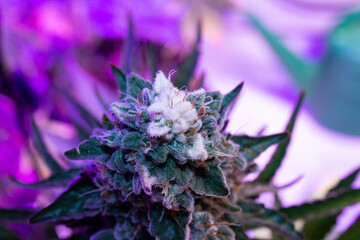 White Rhino