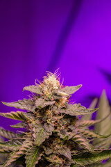Super Critical