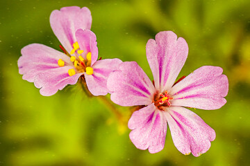 macro purple flowers close up